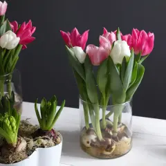 Wiosenne tulipany w doniczkach w domu, w szklanych wazonach i białej osłonce. Obok zielone hiacynty i sukulent.