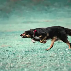 Pies w szaleńczym pędzie, doświadczający **zoomies u psa**. Jego sierść faluje, a oczy błyszczą radością biegu po zielonej trawie.