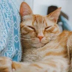 An orange tabby cat sleeps peacefully on a blue patterned blanket. When a cat purrs, it often means contentment and relaxation.