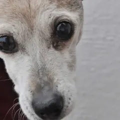 Primer plano de un perro mayor con ojos oscuros y pelaje grisáceo, posiblemente mostrando signos de demencia senil en perros.