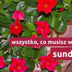 Kwiat sundaville w intensywnym kolorze czerwonym, otoczony bujnymi, zielonymi liśćmi. Tekst informuje: "wszystko, co musisz wiedzieć o sundaville".