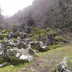 Rocce muschiate e alberi spogli nel bosco delle fate di Acquapendente, un luogo incantato dove la natura regna sovrana.