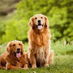 Golden Retriever: Ile kosztuje? Uniknij ukrytych wydatków!