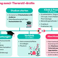 Infografik zum Tiermedizin studieren in Deutschland: Voraussetzungen, Studium, Klinik & Praxis, Abschluss.