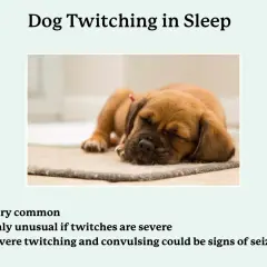 A cute puppy sleeps, illustrating why do dogs twitch in their sleep. Mild twitches are normal, but severe ones may indicate a seizure.