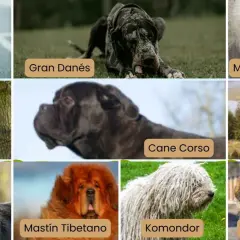 Nombres de razas de perros grandes: Mastín inglés, Gran Danés, San Bernardo, Mastín del Pirineo, Cane Corso, Leonberger, Terranova, Mastín Tibetano, Komondor, Dogo del Tíbet.