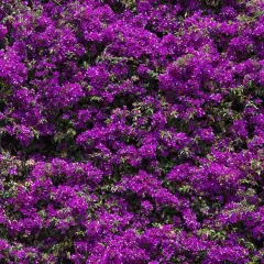 Dichte, leuchtend violette Bougainvillea bedeckt eine Wand. Vorsicht: Bougainvillea giftig für Haustiere.