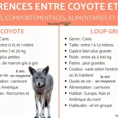 Un coyote, plus petit que le loup gris, est présenté avec ses caractéristiques.