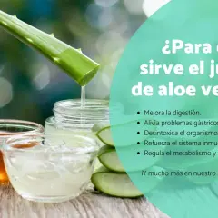 Jugo de aloe vera: mejora digestión, alivia gastritis, desintoxica, refuerza inmunidad y regula metabolismo. Descubre para qué sirve el aloe vera.