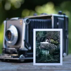 A vintage camera sits on a wooden surface, with a 4x5 print of a swan on its nest in a pond.