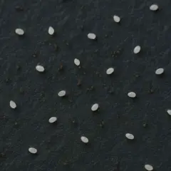 Pequeños puntos blancos y marrones sobre fondo oscuro, que parecen cacas de pulgas en perros.