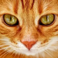 Pomarańczowy kot z zielonymi oczami, szukający idealnego stronghold dla kota gdzie kupić.