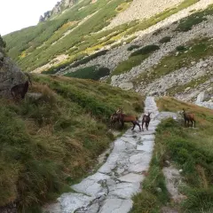 Najtrudniejszy szlak w Tatrach: Orla Perć i jej wyzwania