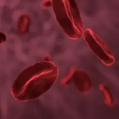 MCH w morfologii: Co oznacza i jakie są normy?