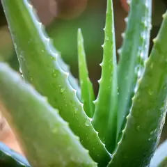 Nahaufnahme von grünen Aloe Vera Blättern mit Wassertropfen. Die Pflanze wirkt frisch und gesund, ein Symbol für aloe vera natur.