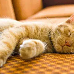 Un gato atigrado naranja duerme plácidamente, quizás soñando con ratones o siestas al sol.
