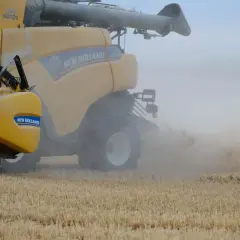 Żółta maszyna New Holland CR790 w akcji, zbierając rzepak. W powietrzu unosi się kurz.