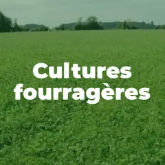Vaste champ de plante fourragère verte sous un ciel couvert. Texte blanc "Cultures fourragères" superposé.