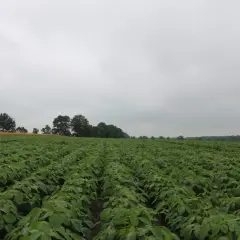 Pole obsiane młodą soją, idealny czas na siew.