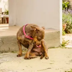 Perro pequeño con collar rosa se lame la pata, parece que el perro no puede orinar.