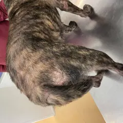 Perro con pelaje atigrado, se le cae el pelo y tiene calvas en la piel.