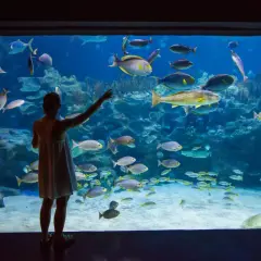 Dziewczynka w oceanarium Jastrzębia Góra wskazuje palcem na ławicę ryb w wielkim akwarium.