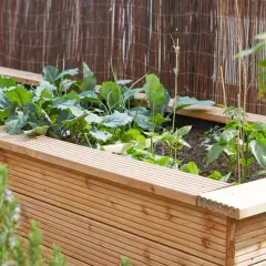 Ein hölzernes Hochbeet mit jungen Kohlpflanzen und Paprika. Tolle Hochbeet Ideen für den eigenen Garten.
