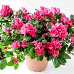 Un bouquet d'azalées d'intérieur aux fleurs rose vif éclate de vie dans un pot en terre cuite.