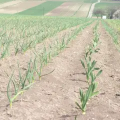 Rzędy młodych roślin czosnku na polu, pokazujące, jak rośnie czosnek. W tle widać pola uprawne i budynki.