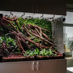Szklane terrarium z korzeniami, mchem i roślinami, stworzone dla gekona.