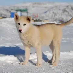 Joven perro de Groenlandia, con pelaje blanco y gris, posa en la nieve.