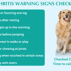 Golden retriever sits next to a checklist of arthritis warning signs in dogs, including limping, stiffness, and difficulty with stairs.