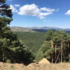 Un paisaje montañoso con un denso bosque de pinos y un cielo azul con nubes blancas. La senda ecológica de Canencia se abre paso entre la naturaleza.