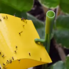 Żółta pułapka na owady w doniczce, oblepiona licznymi muszkami.