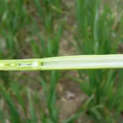 Coupe longitudinale d'une tige de blé au stade 1 nœud, révélant la structure interne creuse et les premières ébauches de feuilles.