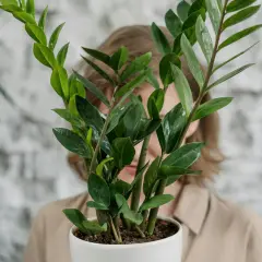 Zielony zamiokulkas z błyszczącymi liśćmi, ukryty za nim człowiek. Roślina ma grube łodygi, a jej bulwy są schowane w ziemi.