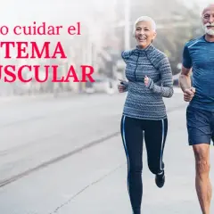 El funcionamiento del sistema muscular: cómo mejora tu vida diaria