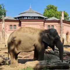 Słoń w najstarszym zoo w Polsce. W tle zabytkowa zabudowa.