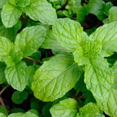 Foglie verdi e rugose di menta, perfette per capire la differenza tra menta e mentuccia.