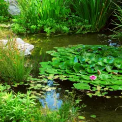 Un bassin paisible avec une plante flottante, des nénuphars verts et une fleur rose. Des herbes hautes bordent l'eau.