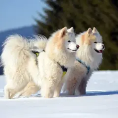 Dwa białe samoyedy, z delikatnym brązowym odcieniem na uszach, stoją w śniegu. Ich puszyste ogony unoszą się w powietrzu.