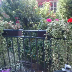 Balkon z kwitnącymi pelargoniami i zwisającymi pnączami w donicach na balustradzie.