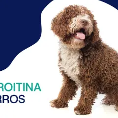 Perro de agua español con pelaje rizado marrón y blanco, sentado y con la lengua fuera. Texto: Condroitina en perros.