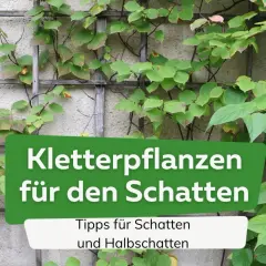 Grüne Kletterpflanzen ranken an einer Wand. Text: "Kletterpflanzen für den Schatten". Tipps für Schatten und Halbschatten.