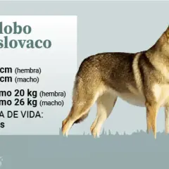 Un majestuoso perro lobo checoslovaco, con su pelaje y mirada salvaje, se presenta junto a datos sobre su tamaño, peso y esperanza de vida.