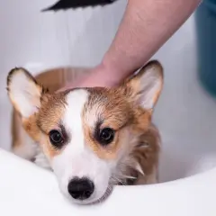 A cute corgi gets a soothing oatmeal bath in a white tub, looking a bit unsure as water rains down.