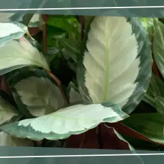 Nahaufnahme einer Calathea mit ihren charakteristischen, hellgrün und dunkelgrün gemusterten Blättern. Tipps zur Calathea Pflege.