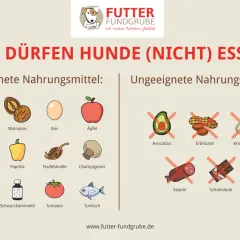 Was essen Hunde? Geeignete Lebensmittel wie Erdbeeren, Walnüsse, Eier, Äpfel, Kartoffeln, Paprika, Teufelskralle, Champignons, Hüttenkäse, Schwarzkümmelöl, Tomaten und Thunfisch. Ungeeignet sind Avocados, Erdnüsse, Knoblauch, Salami und Schokolade.
