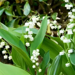 Muguet plantation en pleine floraison, avec ses clochettes blanches délicates et ses feuilles vertes luxuriantes.