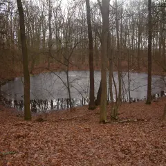 Zalesiony teren z zamarzniętym jeziorem i opadłymi liśćmi na ziemi.